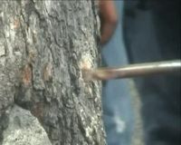 2 Persen Pohon di Jakarta Rapuh