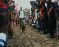 Lomba Balap Itik Pererat Persaudaraan