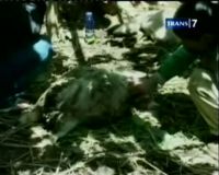 Belasan Kambing Mati Mendadak Misterius
