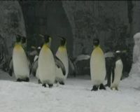 Pinguin di Negeri Padang Pasir