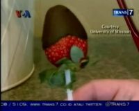 Hari Valentine, Warga Amerika Berburu Dark Coklat 