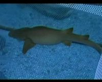 Ketika Ikan Hiu Melahirkan