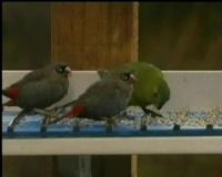 Konservasi Burung Nuri di Negeri Kanguru