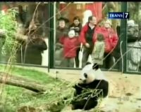 Atraksi Panda di Benua Eropa