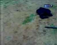 Lagi, Orang Utan Dibantai demi Kebun Sawit