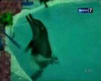 Atraksi Lumba-lumba Pukau Pengunjung