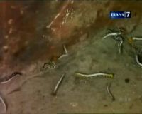 Ulat Bulu Serang Kantor Daerah Lumajang