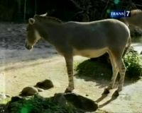 Kebun Binatang Basel