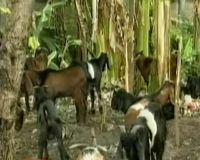 Kenapa Daging Kambing Berbahaya?