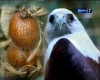 Pustaka Indonesia : Maskot Jakarta Yang Mulai Terlupakan