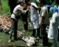 Kampung Kambing Ala Cirebon