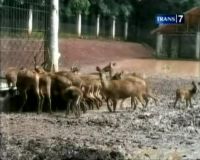 Penangkaran Rusa, Percantik Universitas Indonesia