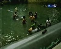 Pemandian Umum Diserang Hama Ulat Bulu