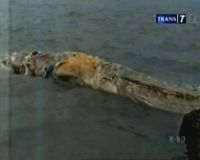 Bangkai Ikan Paus Ditemukan di Pantai