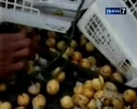 Truk Terguling, Warga Jarah Buah Duku