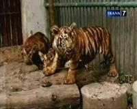 Kurang Lahan dan Perawatan, Satwa KBS Tumbang