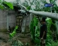 Pohon Tumbang Timpa Rumah Warga
