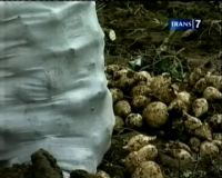 Berburu Ubi Manohara