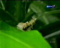 Ulat Bulu Serang Kantor Kecamatan