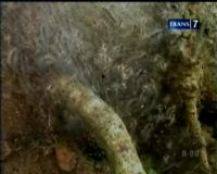 Ribuan Ulat Bulu Kembali Serang Pemukiman