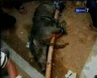 Babi Ngepet Bentuk Pesugihan?