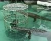 Globe:Wisata Adrenalin, Menyelam dan Berenang Bersama Buaya Buas