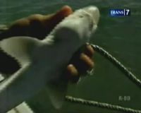 Merawat Bayi Ikan Hiu
