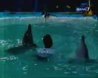 Lumba-lumba si Pintar Yang Mempesona