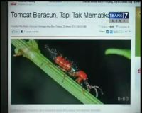 Serangan Serangga Tomcat