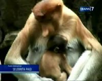 Lihat Bekantan di Hutan Mangrove