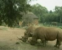 Globe: Menyelamatkan Badak di Konservasi