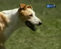 Lomba Anjing Penjaga