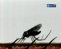 Berantas Jentik Nyamuk, Warga Buru Ikan Cupang