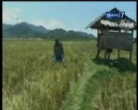 Nasib Pedih Pengais Padi