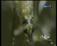 Profil Nyamuk Demam Berdarah