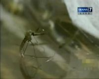 Jenis-jenis Nyamuk Berbahaya