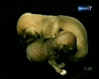 Anjing Ukuran Mini