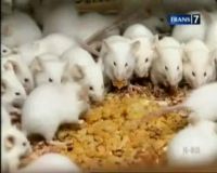 Tikus Putih, Si Imut Pendulang Rupiah