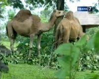 Onta, Hewan Berpunduk yang Suka Puasa