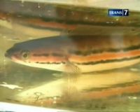 Ikan Tomang, Bantu Sembuhkan Luka Bakar