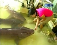 Mengenal Hiu Pasir Lebih Dekat