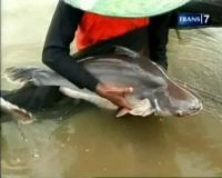 Unik, Ikan-ikan Kucing Raksasa
