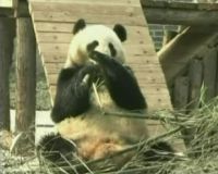 Globe: Panda Lucu Di Rumah Baru 