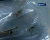 Nymauk Ukuran Jumbo Gegerkan Warga