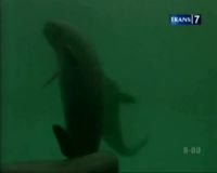 Penyelamatan Lumba-lumba