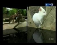 Kanguru Albino, Hewan Langka Nan Menggemaskan