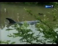 Paus Sepanjang 4 Meter Terdampar