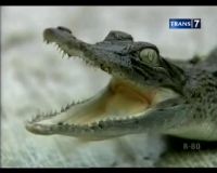 Buaya, Si Reptil Ganas Tapi Penyayang
