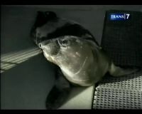 Penyelamatan Bayi Anjing Laut