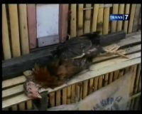 Diduga Flu Burung, Ratusan Ayam Mati